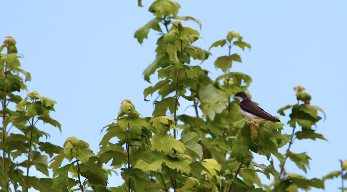Tree Swallow - ML351993581