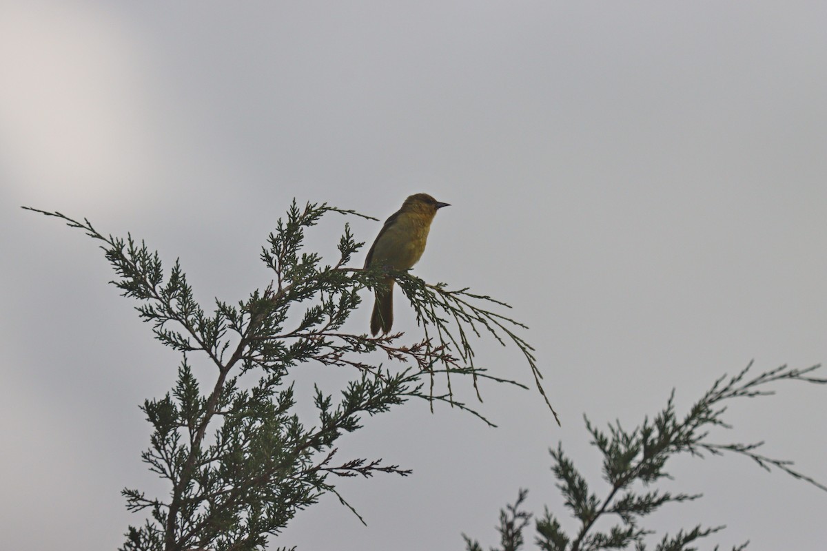 Orchard Oriole - ML351994711