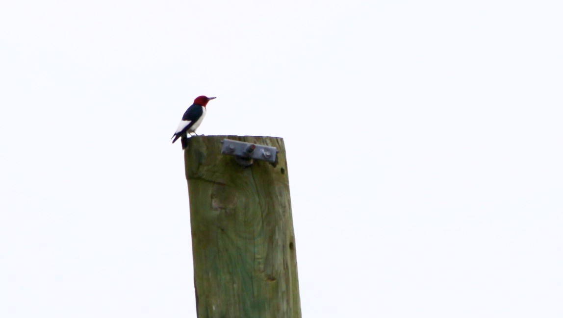 Red-headed Woodpecker - ML351994881