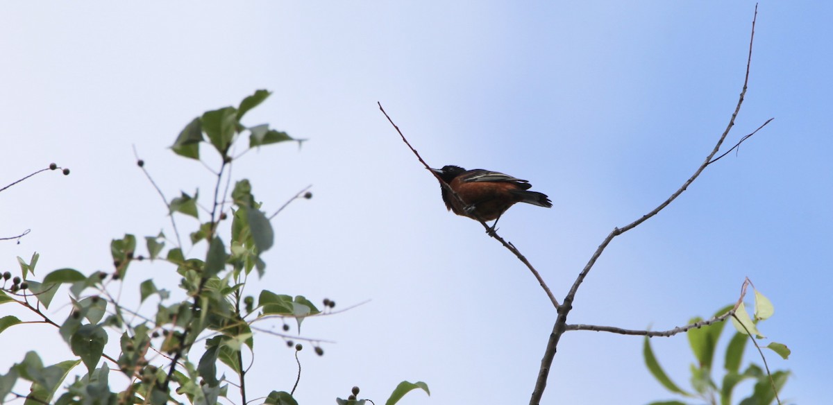 Orchard Oriole - ML351995061