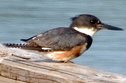 Belted Kingfisher - ML352000961
