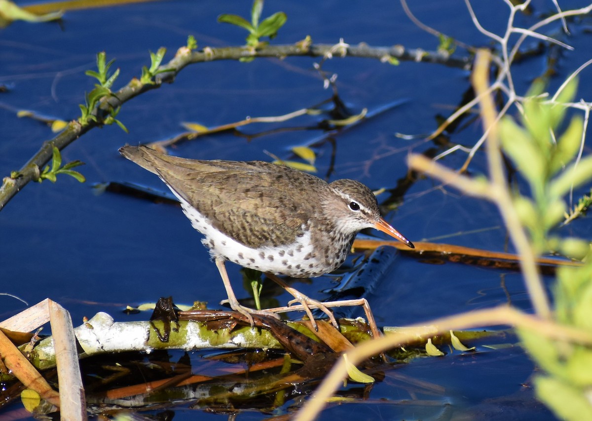 Spotted Sandpiper - alex bell