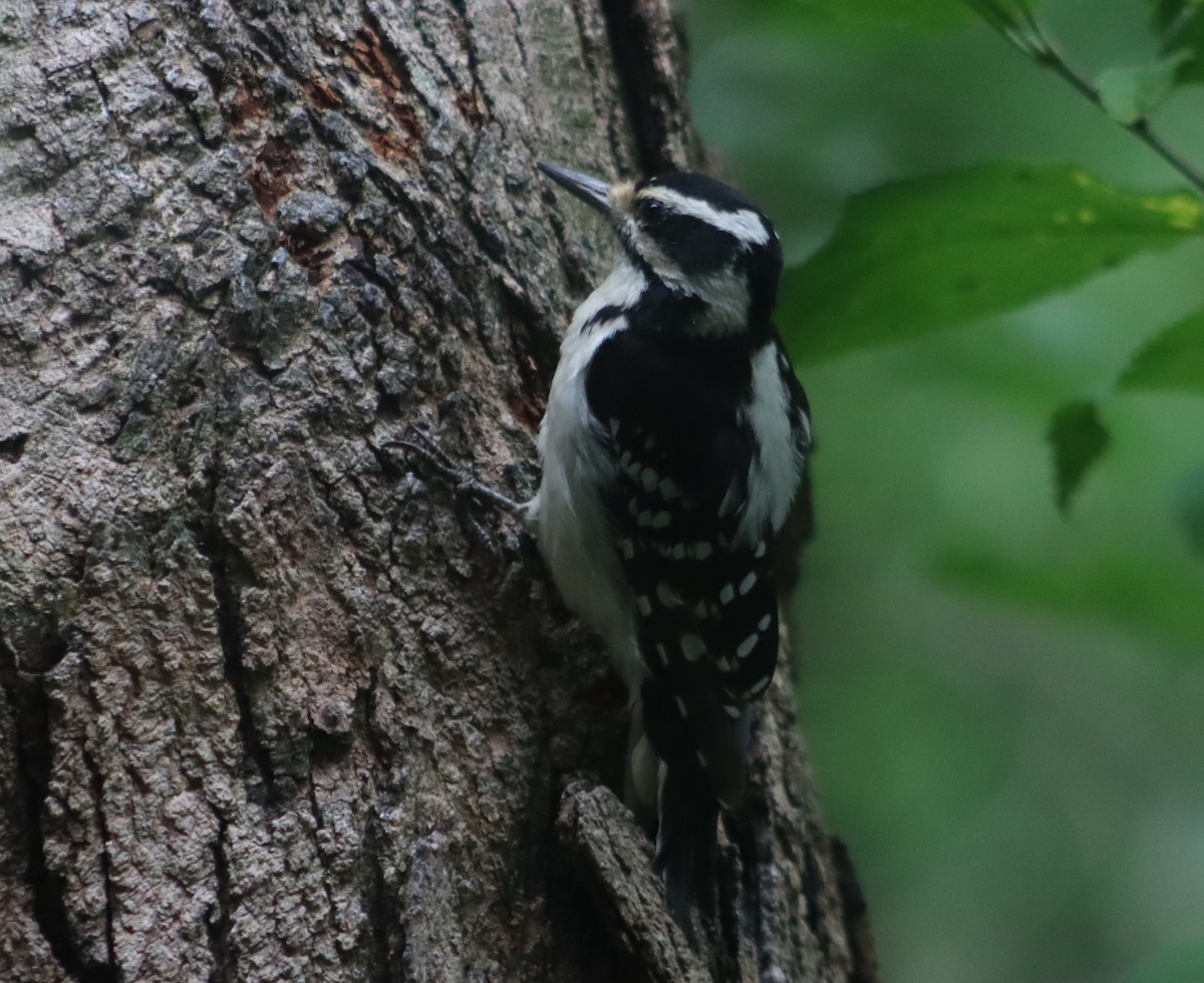 Hairy Woodpecker (Eastern) - ML352008181