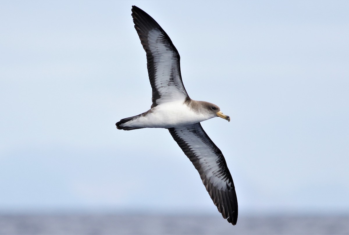 Cory's Shearwater - Peter Flood