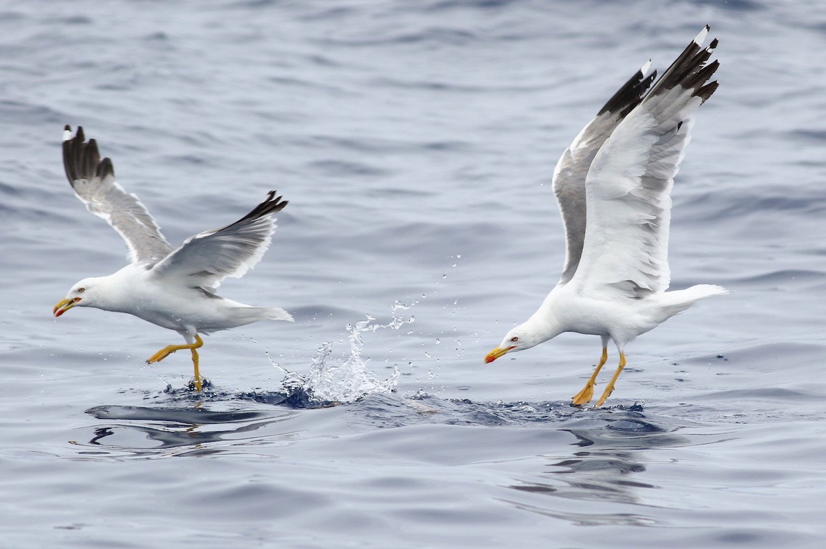 Yellow-legged Gull - Peter Flood