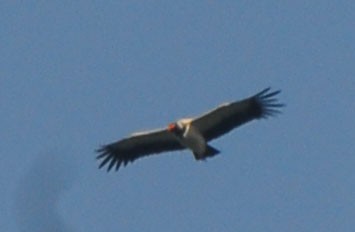 King Vulture - ML35201821