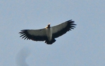 King Vulture - ML35201861