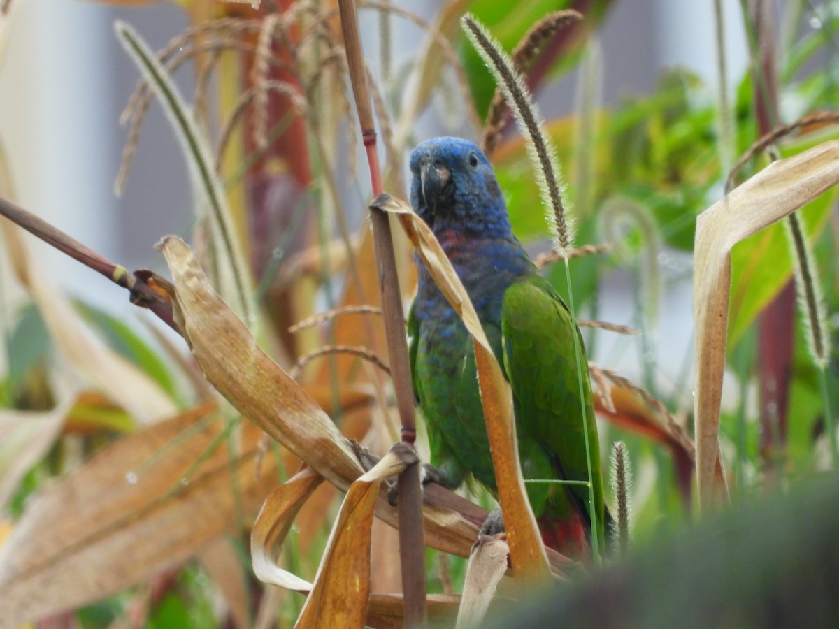 Blue-headed Parrot - Jose Fernando Sanchez O.