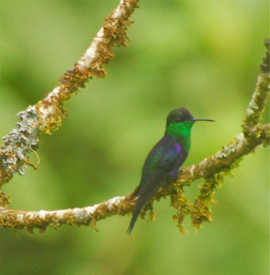 Crowned Woodnymph (Northern/Colombian Violet-crowned) - ML35201941
