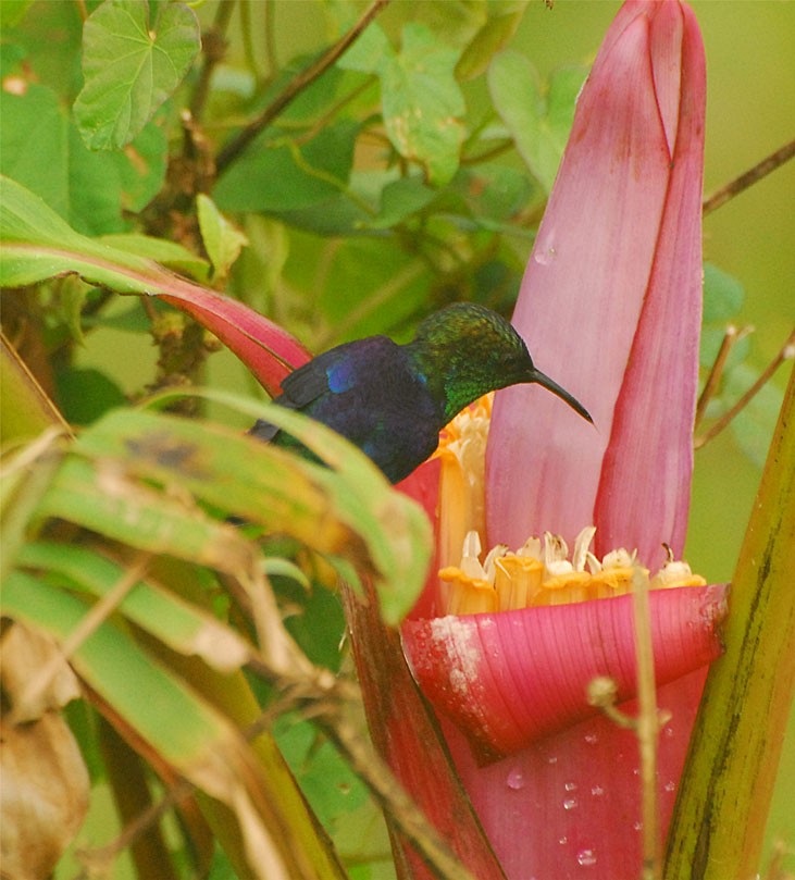 kolibřík vidloocasý (ssp. venusta/townsendi/colombica/rostrifera) - ML35201951