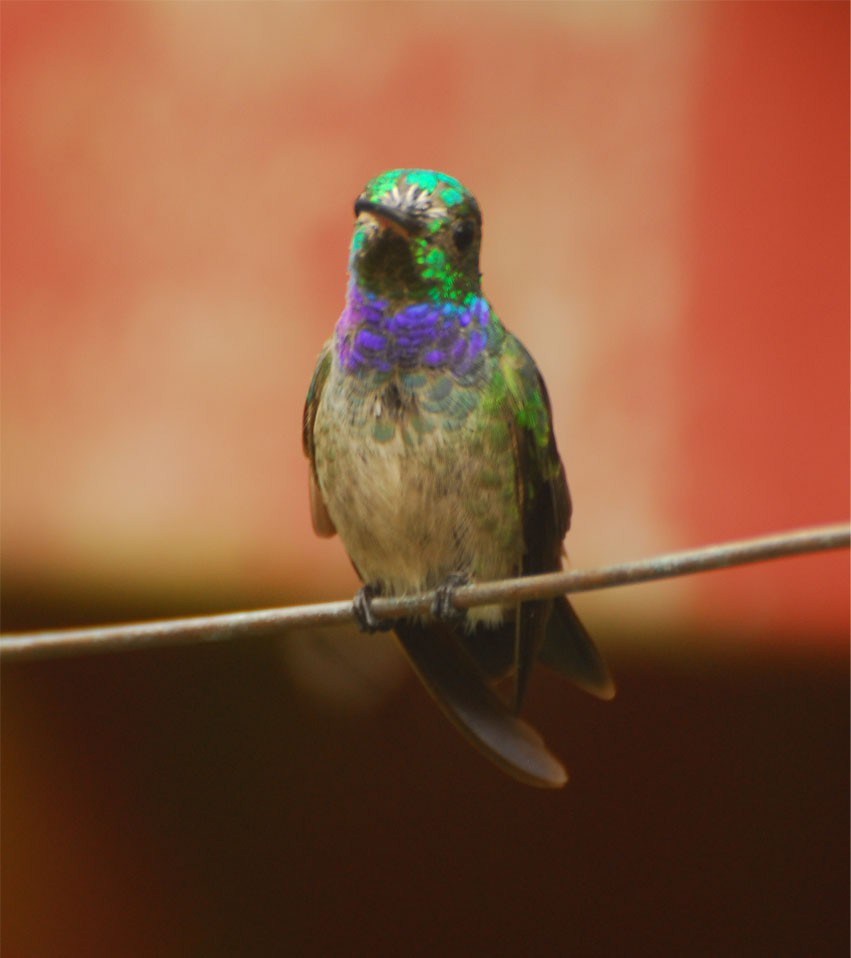 Blue-chested Hummingbird - ML35201971