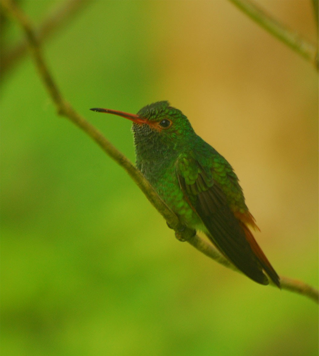 Rufous-tailed Hummingbird - Bob Zaremba