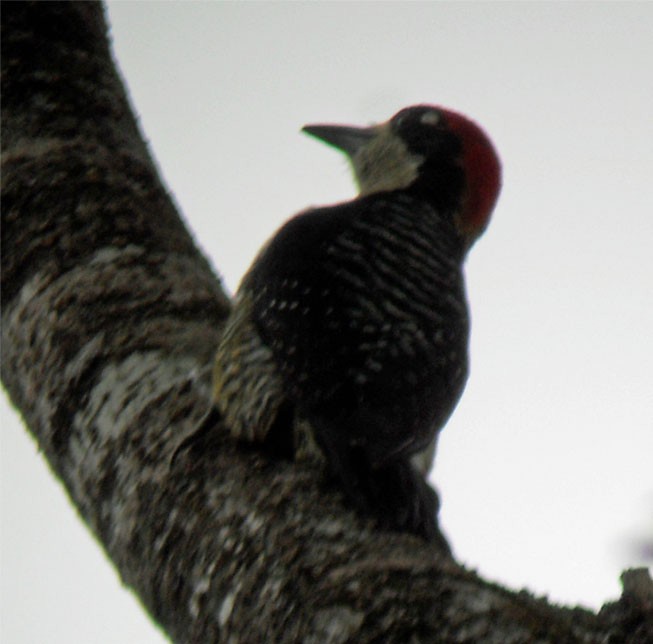 Black-cheeked Woodpecker - ML35202051
