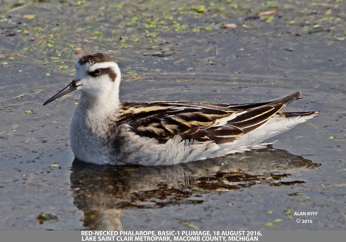 Red-necked Phalarope - Sparrow Claw