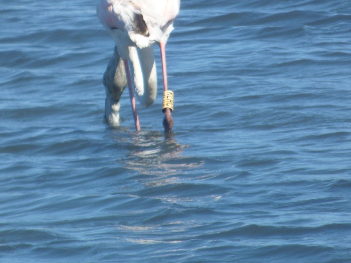 Greater Flamingo - ML35202371