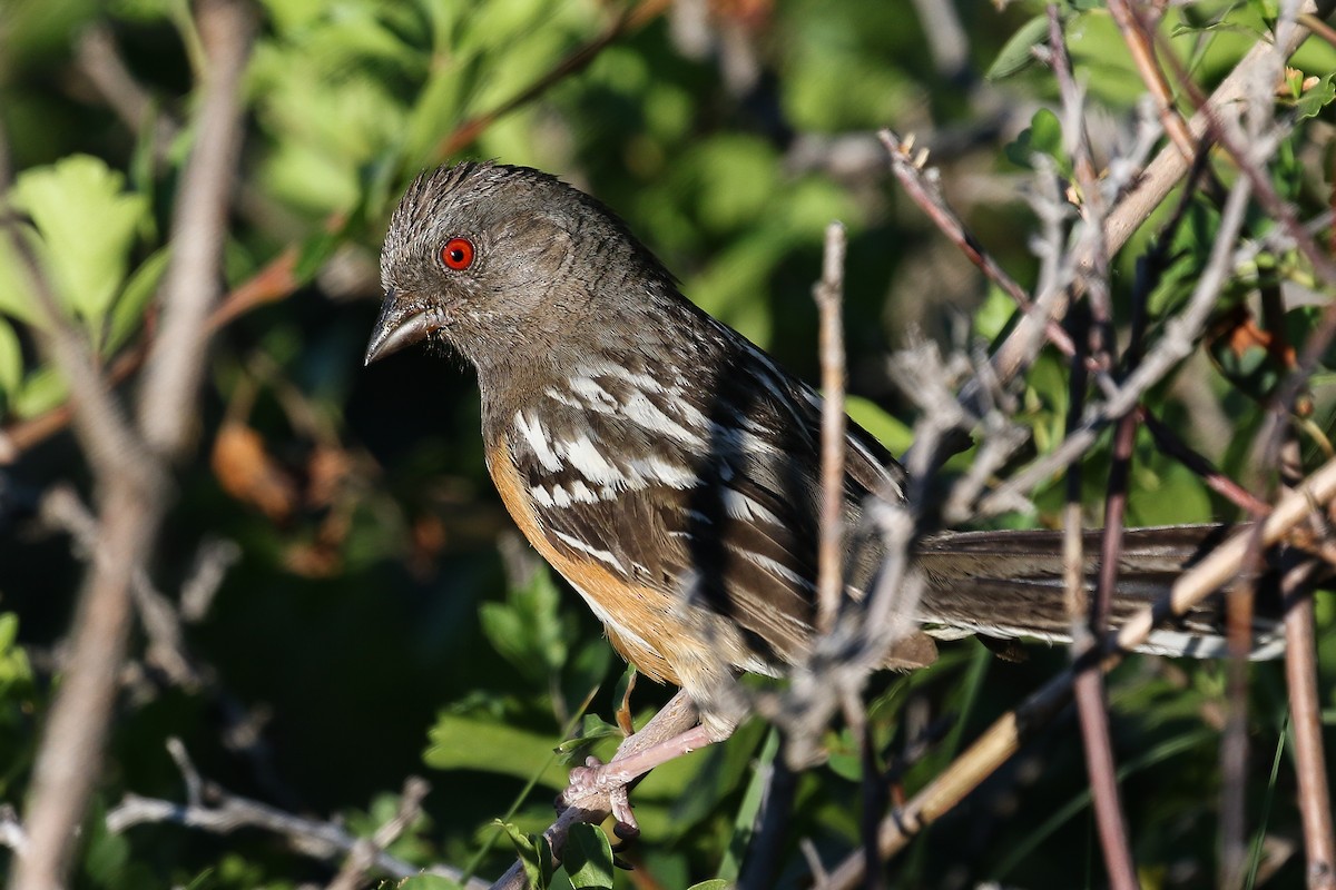Spotted Towhee - ML352027771