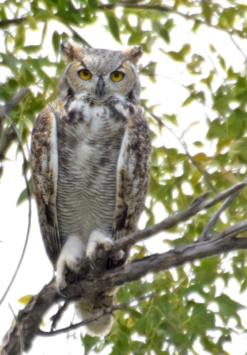 Great Horned Owl - ML35202831