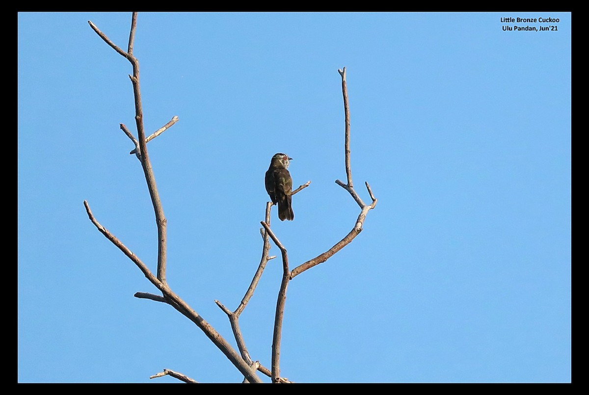 Little Bronze-Cuckoo - Prolay Kundu