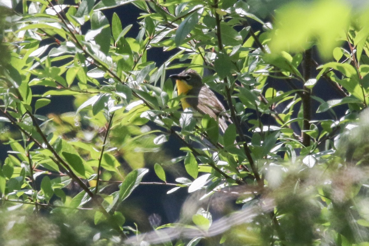 Yellow-breasted Chat - ML352029251
