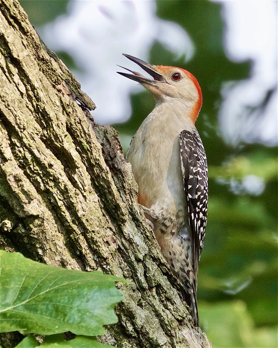 Red-bellied Woodpecker - ML352030201