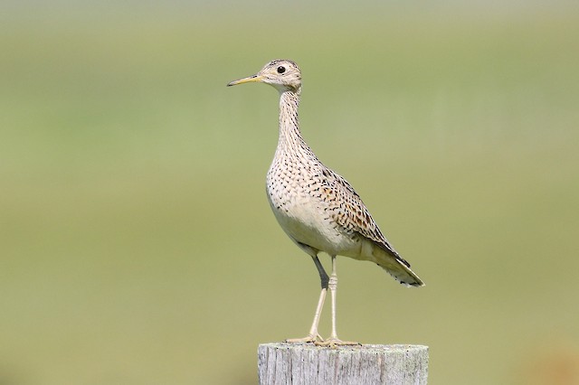 Possible Confusion species: Upland Sandpiper (<em class="SciName notranslate">Bartramia longicauda</em>). - Upland Sandpiper - 