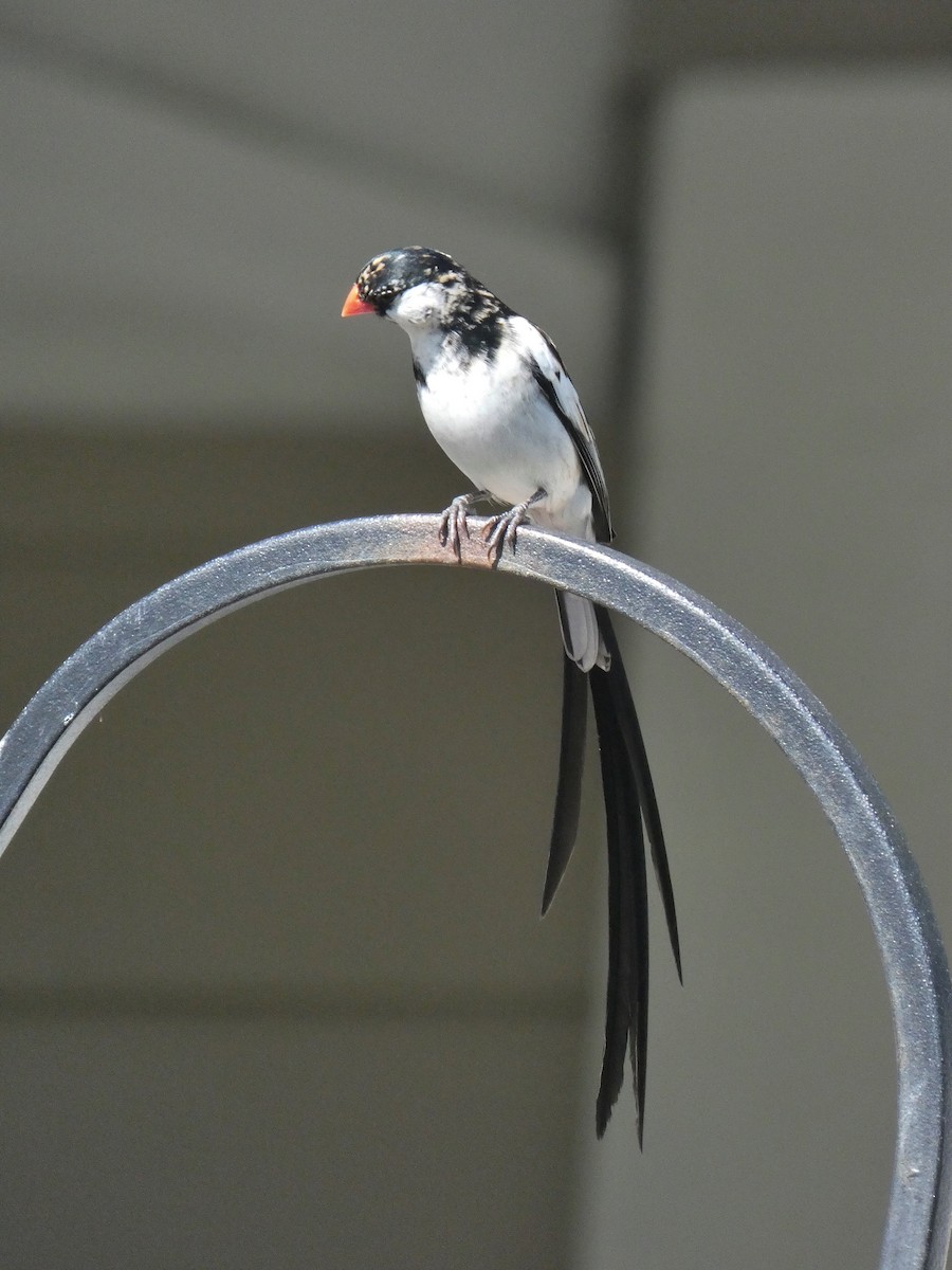 Pin-tailed Whydah - ML352039151