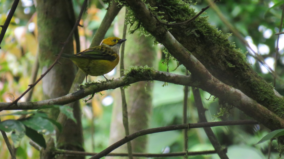Silver-throated Tanager - ML352039221