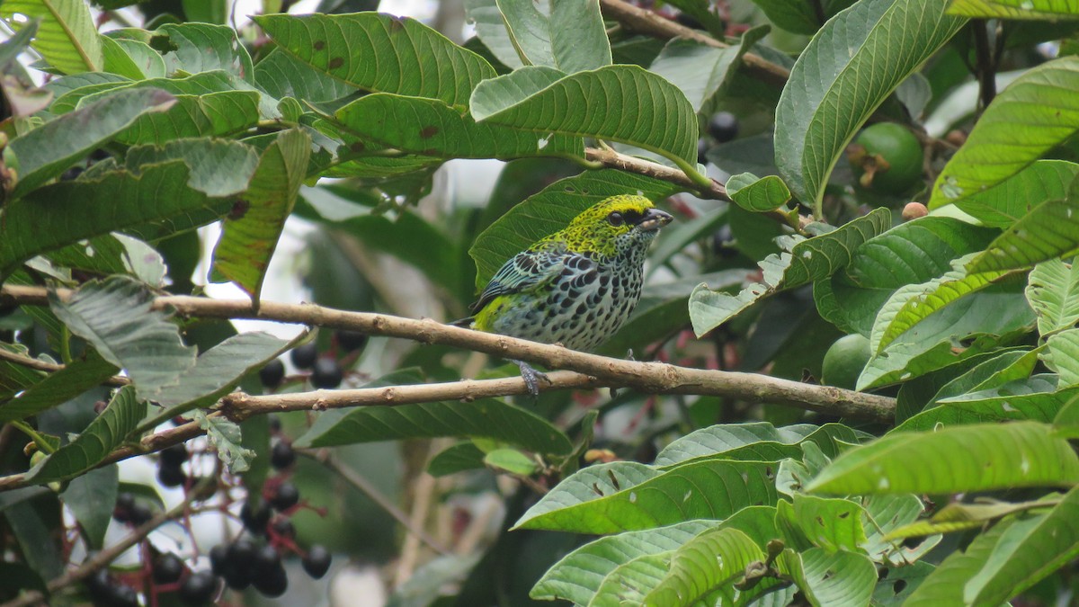 Speckled Tanager - Rogers "Caribbean Naturalist" Morales