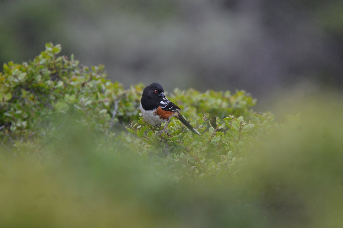 Spotted Towhee - ML352042461