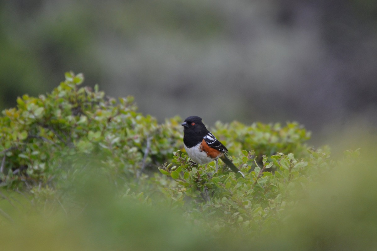 Spotted Towhee - ML352042511