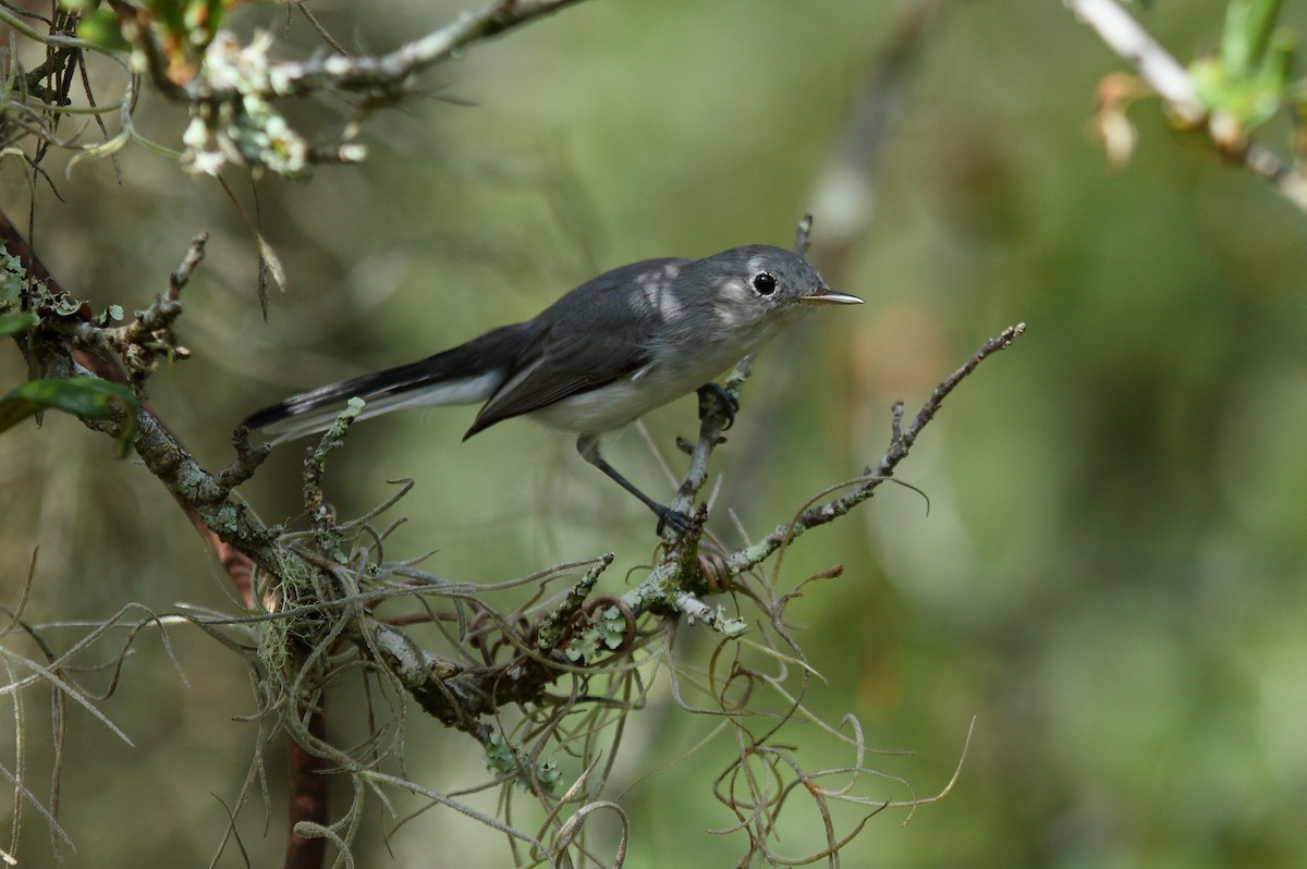 Blue-gray Gnatcatcher (caerulea) - Patrick J. Blake