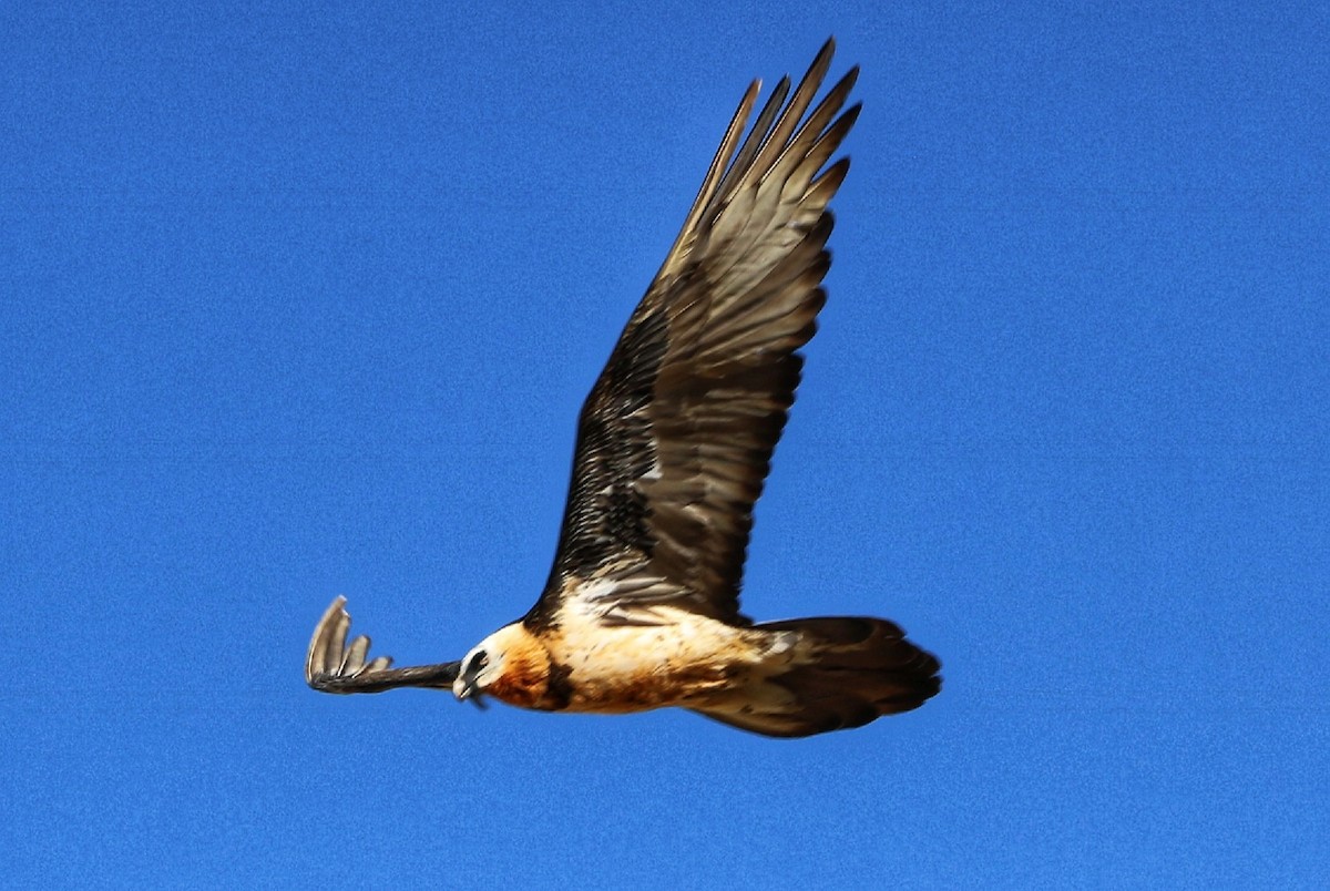 Bearded Vulture - ML352055151