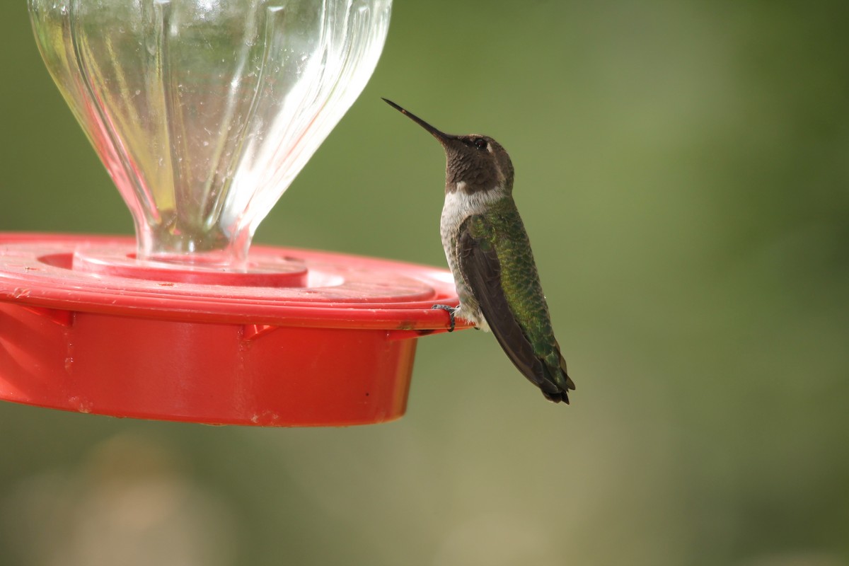 Black-chinned Hummingbird - ML35205841