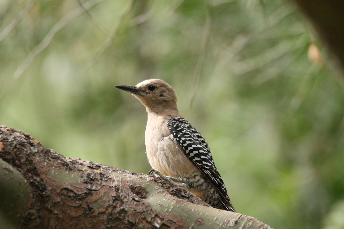 Gila Woodpecker - ML35205961