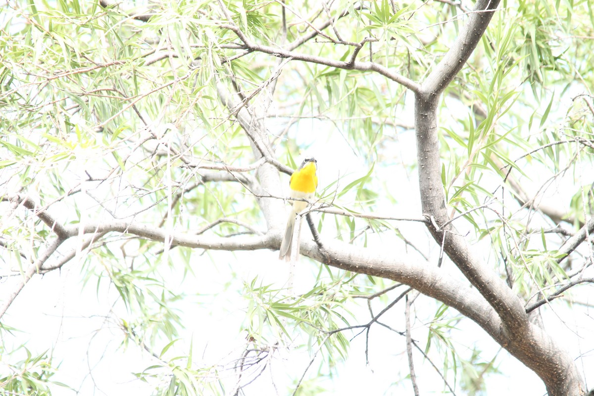 Yellow-breasted Chat - ML35206021