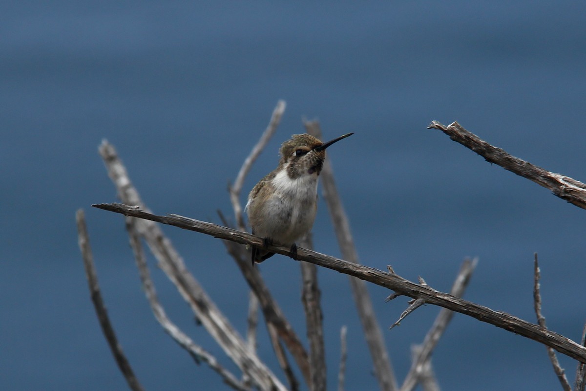 Costa's Hummingbird - ML352062581
