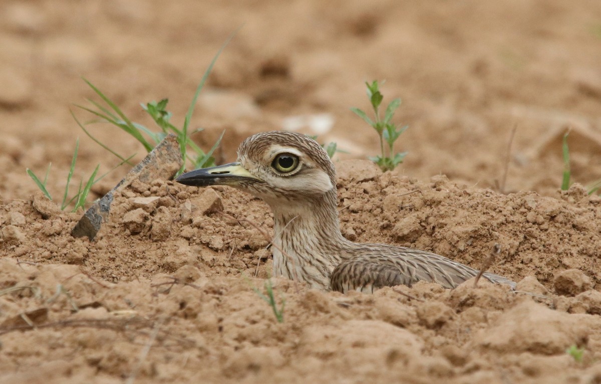 Indian Thick-knee - ML352065861
