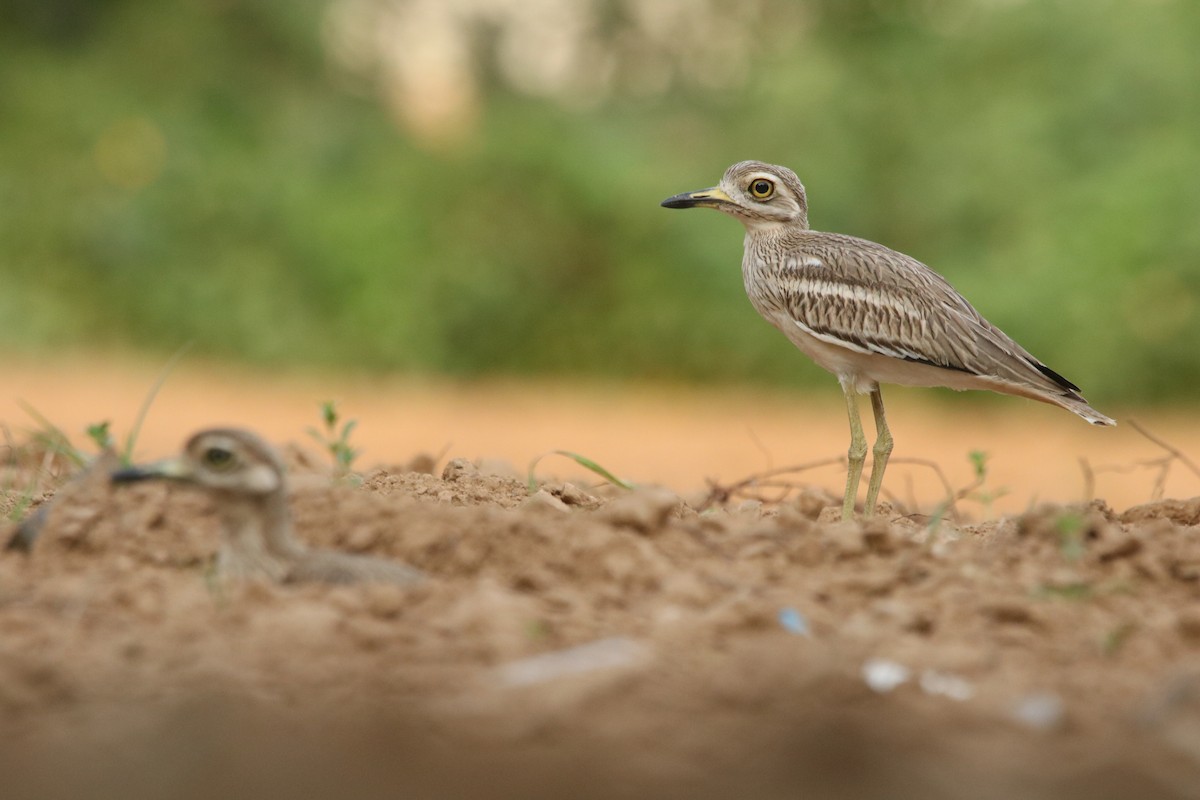 Indian Thick-knee - ML352065971