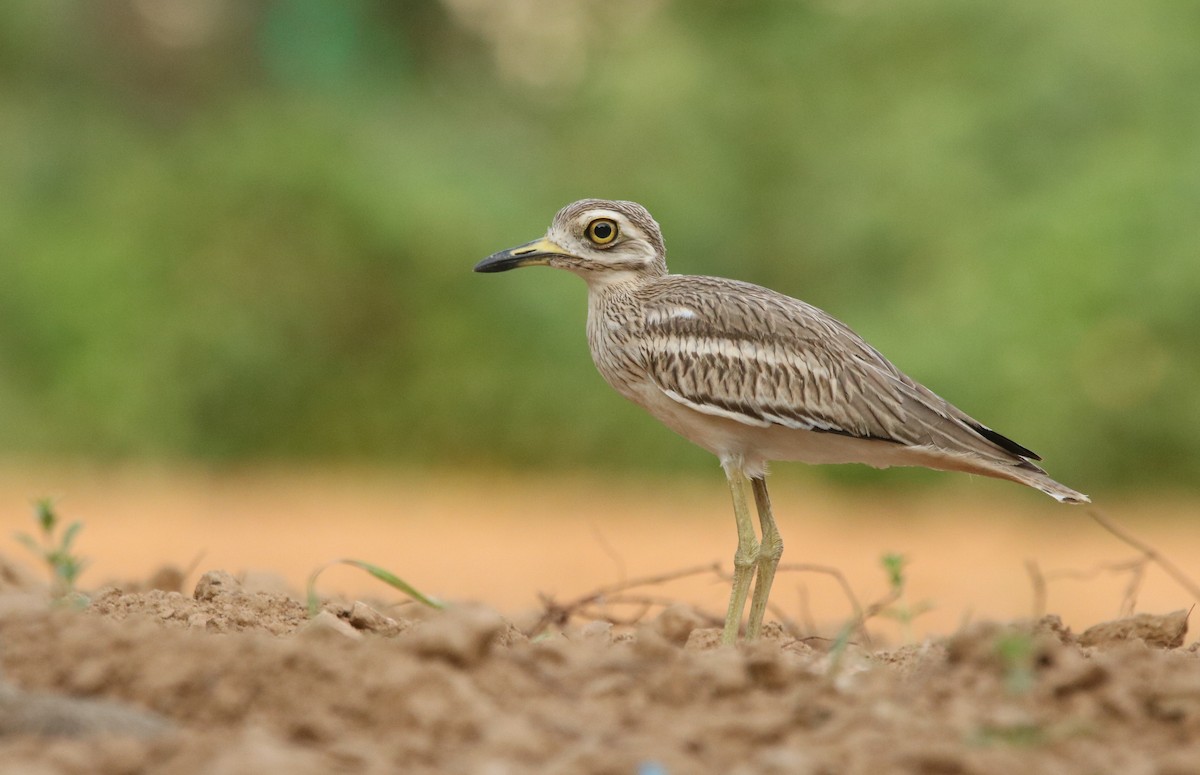 Indian Thick-knee - ML352066011