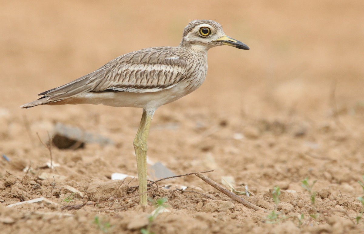 Indian Thick-knee - ML352066041
