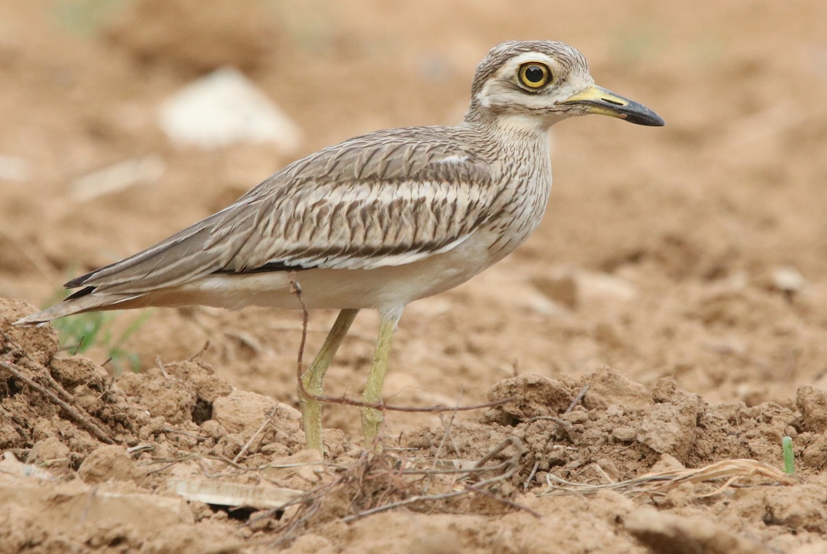 Indian Thick-knee - ML352066081