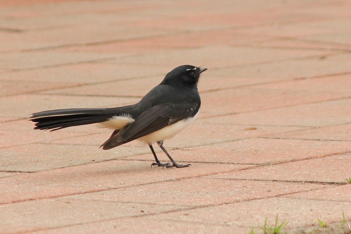 Willie-wagtail - Heather Williams