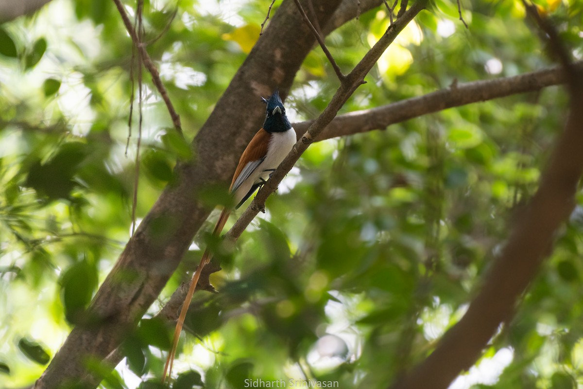 Indian Paradise-Flycatcher - Sidharth Srinivasan