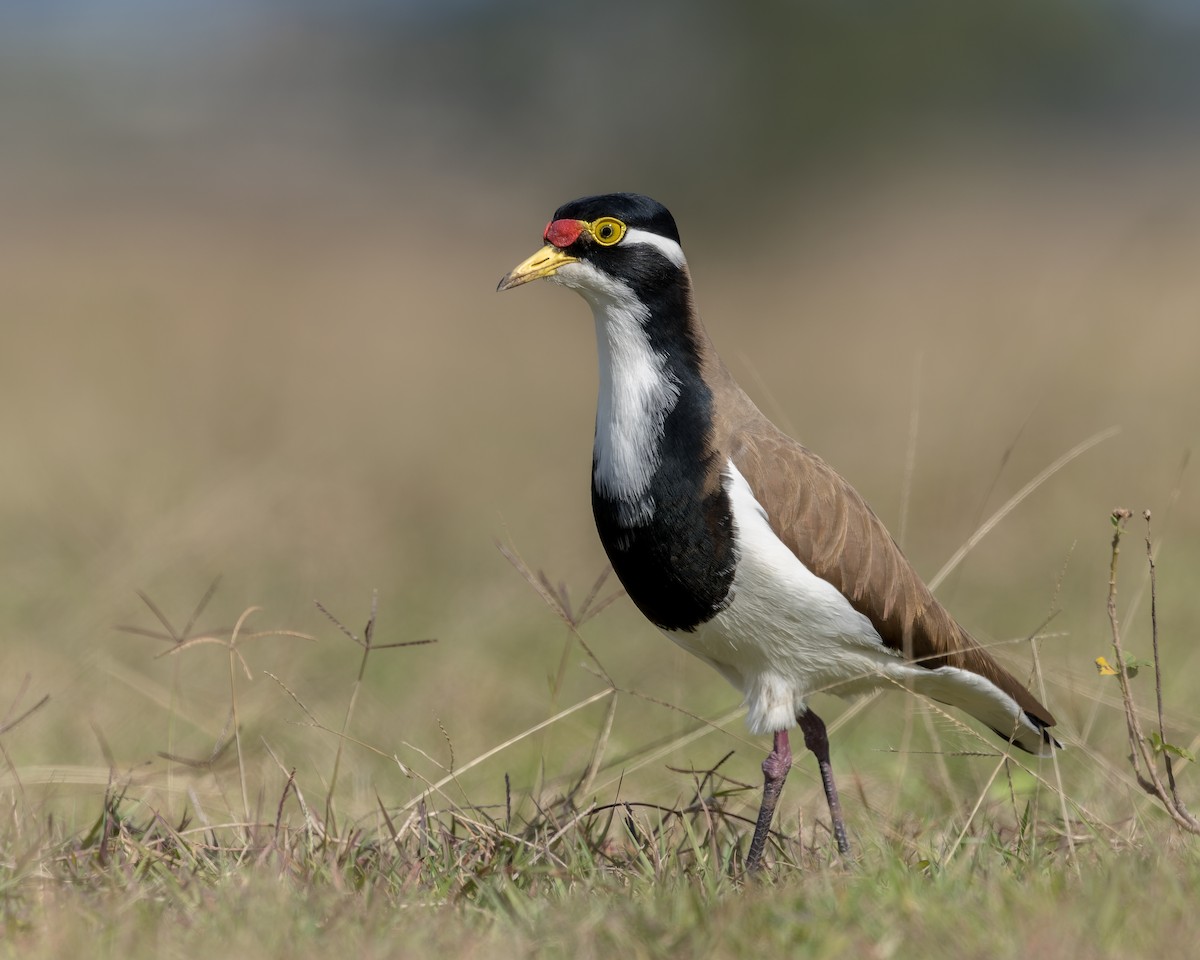 Banded Lapwing - ML352080811