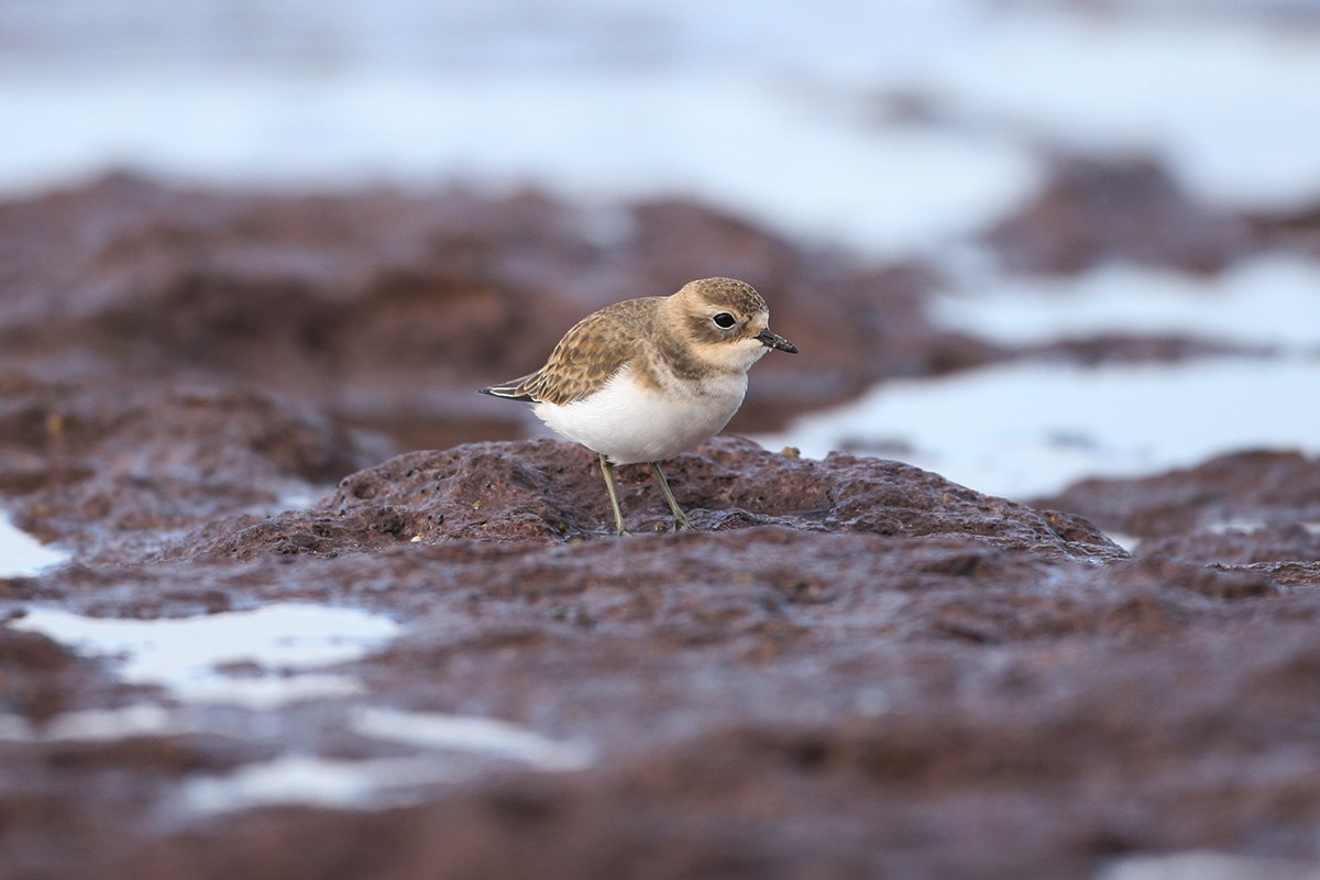 Double-banded Plover - ML352083991