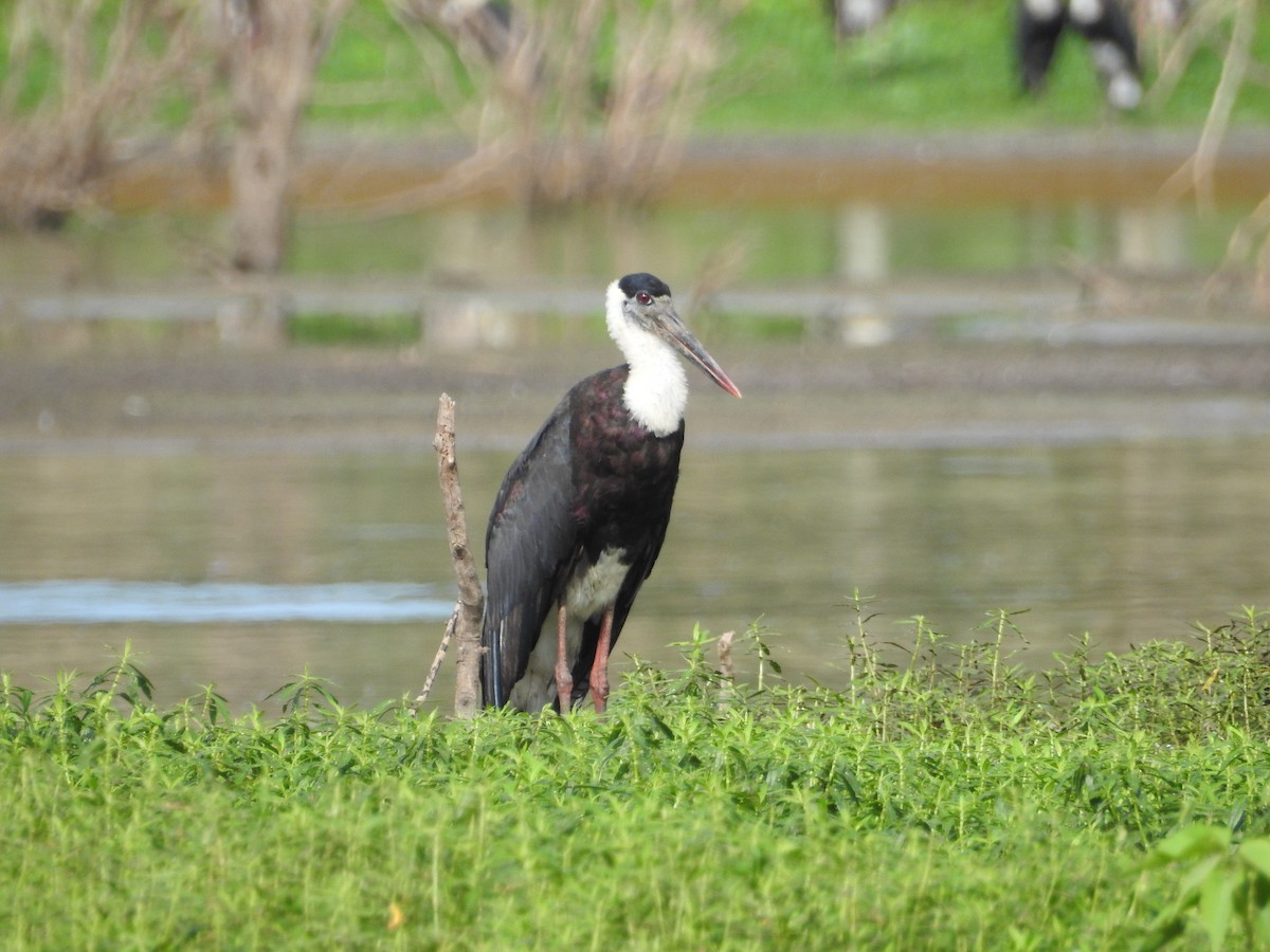 Asian Woolly-necked Stork - ML352086111