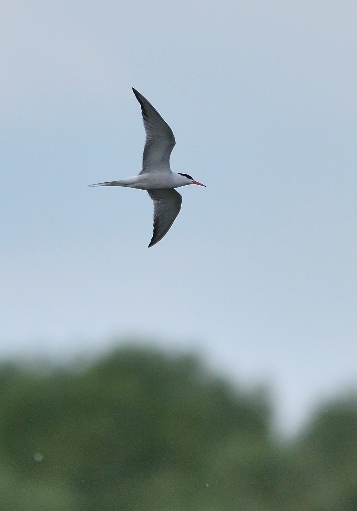 Common Tern - ML352088951