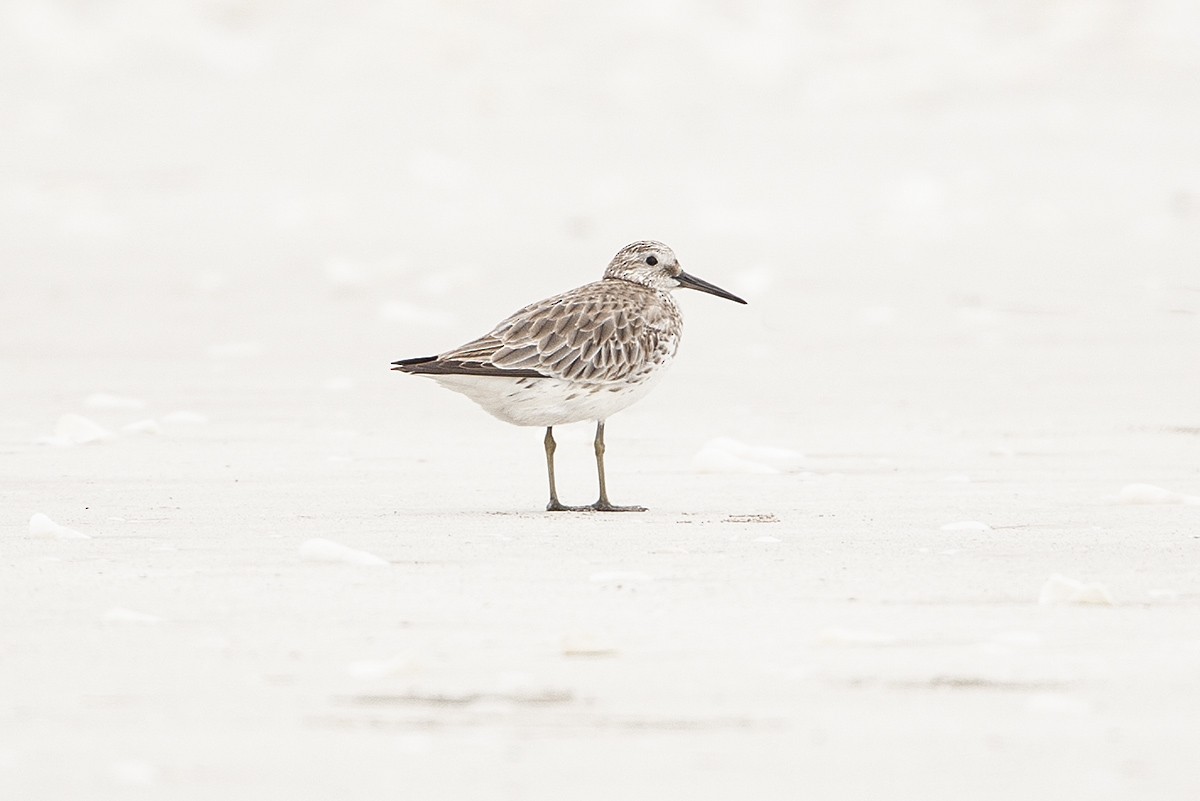 Great Knot - ML352093011