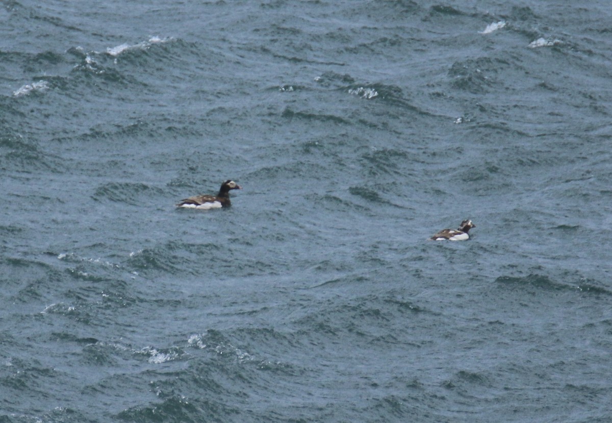 Long-tailed Duck - ML352095001