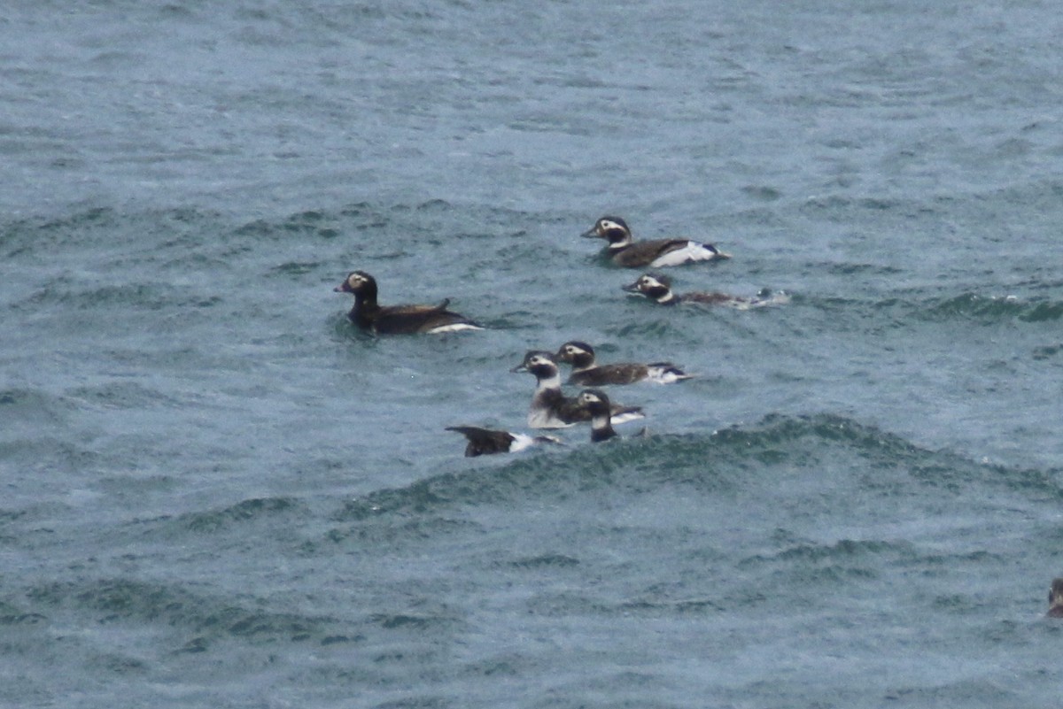 Long-tailed Duck - ML352095021